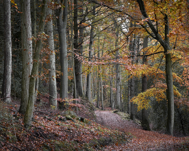 Woodland beauty - Whitby & surrounding areas