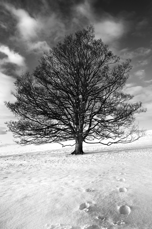 'Tracks in the snow' - Yorkshire Dales