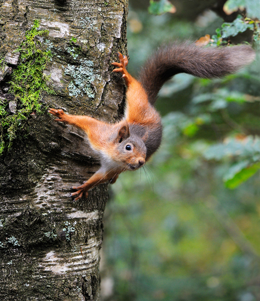 Red Alert! - Animals