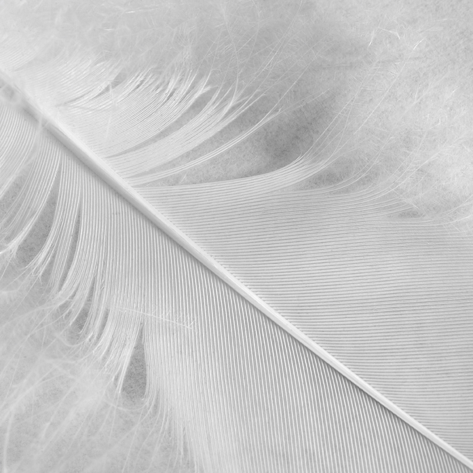 White flight - Square Format
