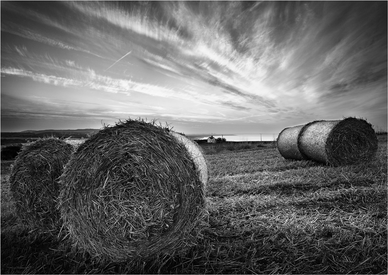After The Harvest - Monochrome