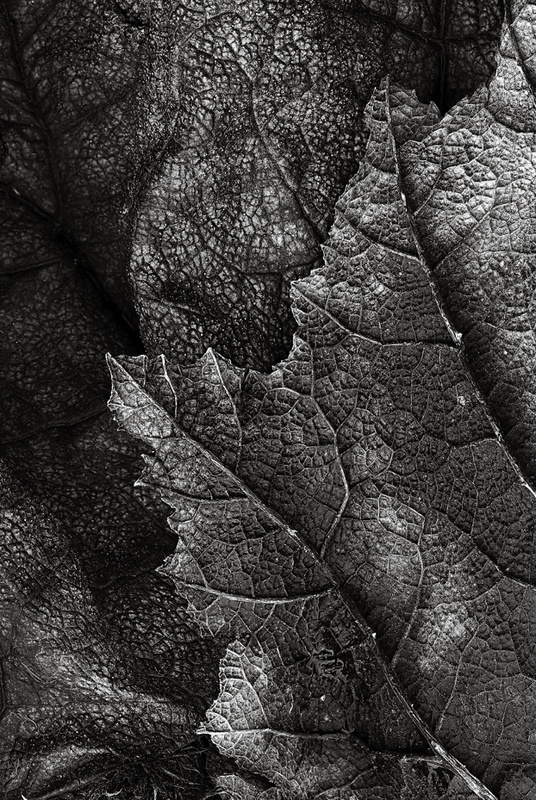 Life lines - Recent Photographs