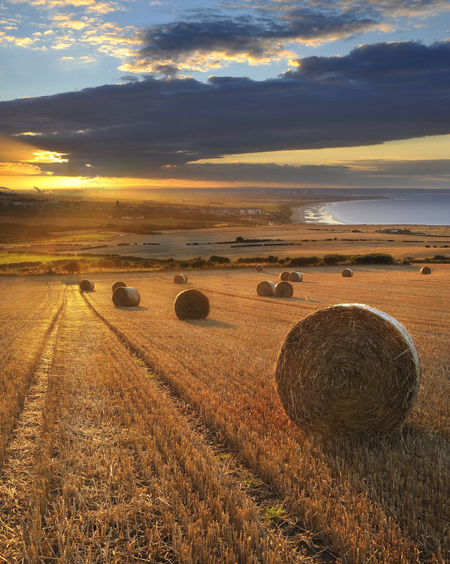 Golden Harvest - Saltburn by the sea - Recent Photographs