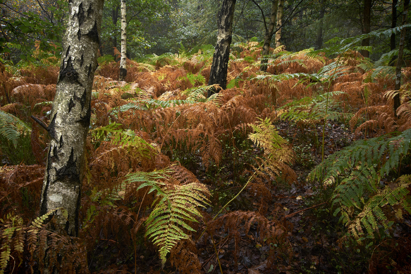 Autumn Birch's - Recent Photographs