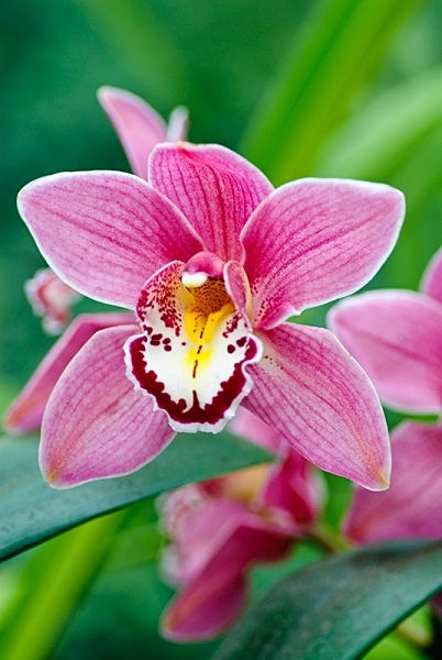 Orchid - Plant Portraits