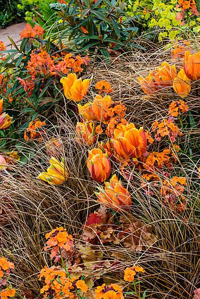 Tulips 'Princess Irene' - Plant Portraits