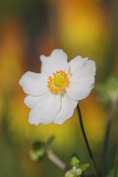 Japanese Anemone - Plant Portraits