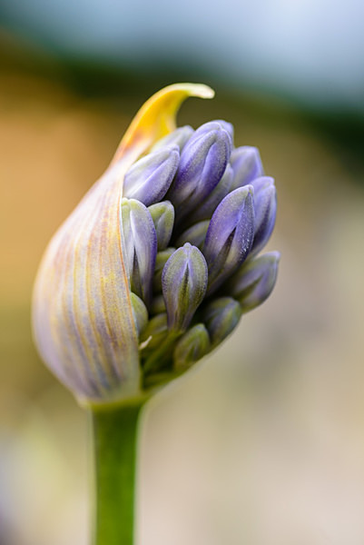 Agapanthus Silver Moon 'NotFred'