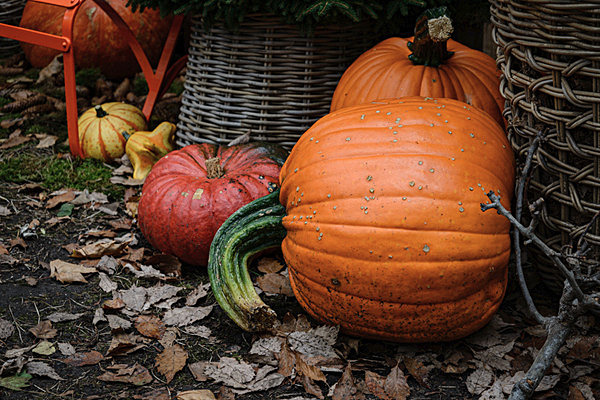 Pumpkins at Chelsea Flower Show - Gardens