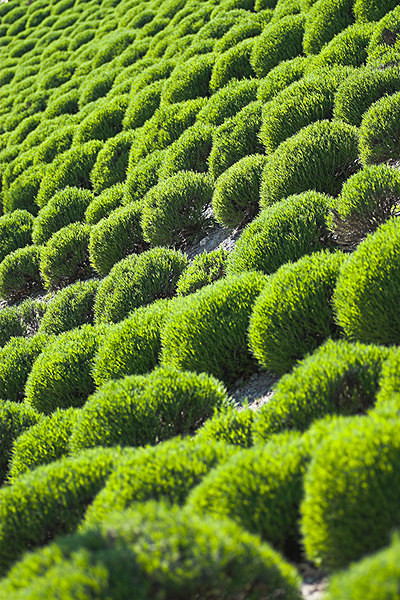 Lavender Balls - Gardens
