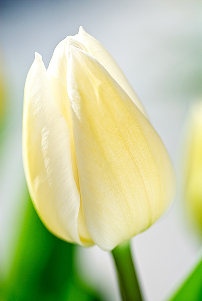 White Tulip - Plant Portraits