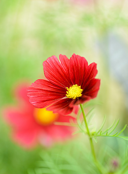  - Plant Portraits