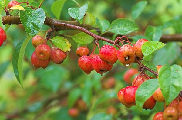 Crab Apple Tree - Plant Portraits