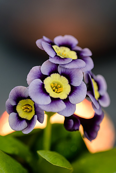 Primula - Plant Portraits