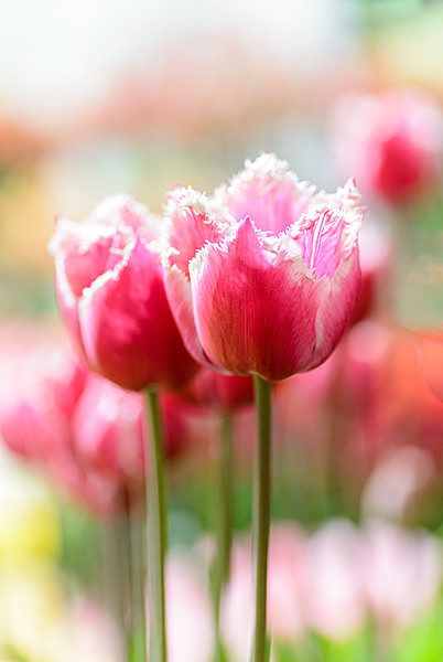 Tulips - Plant Portraits