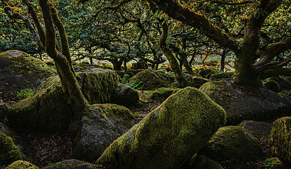 Wistman's Wood - New Landscapes
