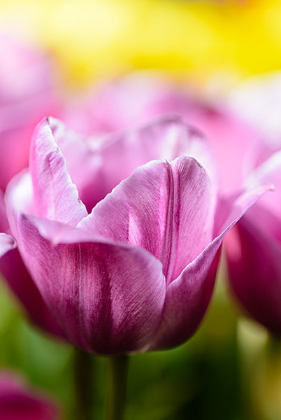Tulip - Plant Portraits