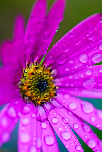 Osteospermum - Plant Portraits
