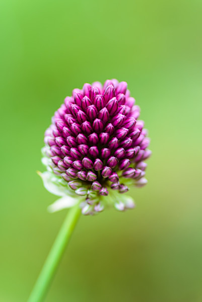Allium hollandicum 'Purple Sensation' - Plant Portraits