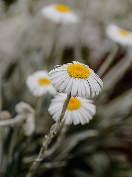  - Plant Portraits