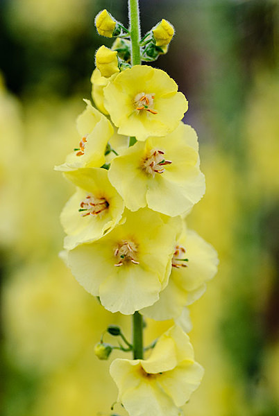 Verbascum - Plant Portraits
