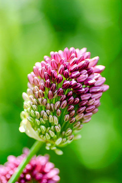 An Onion By Any Other Name - Plant Portraits