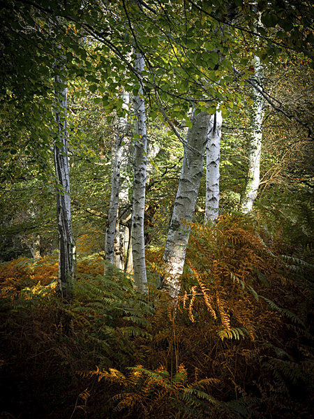  - New Landscapes