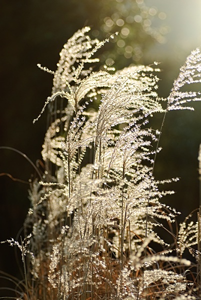 Miscanthus sinensis - Plant Portraits