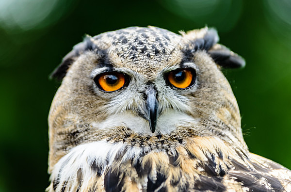 Screech Owl - Wildlife & Nature