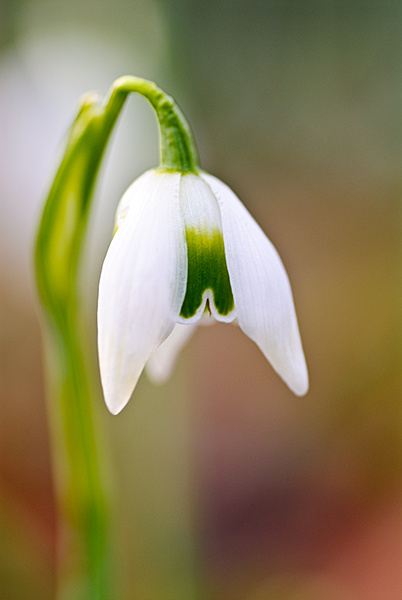 Snowdrop - Plant Portraits