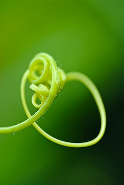 Honeysuckle - Plant Portraits