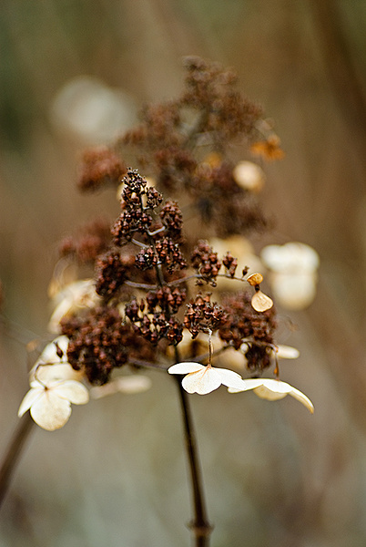 Hydrangea - Plant Portraits