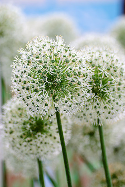 Allium - Plant Portraits