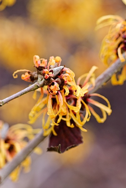 Witch-hazel - Plant Portraits