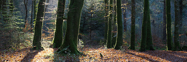 Woods near Glencoe - New Landscapes