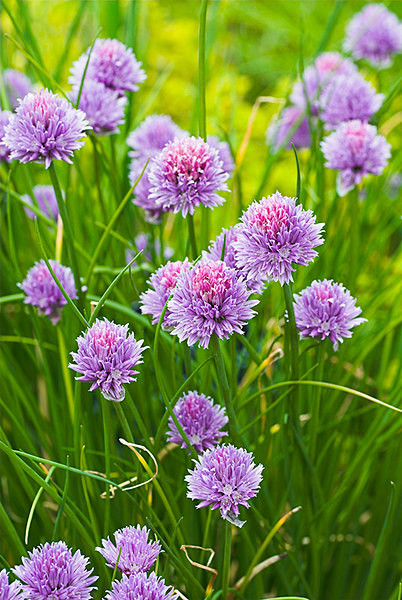 Alliums - Plant Portraits