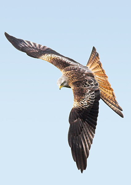Red Kite - Wildlife & Nature