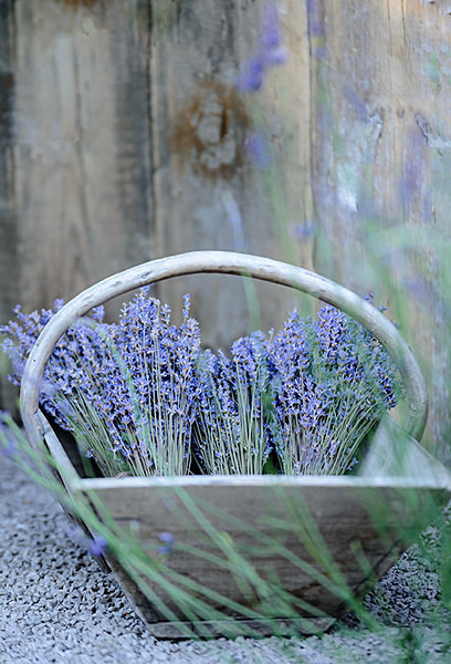 Lavender - Plant Portraits