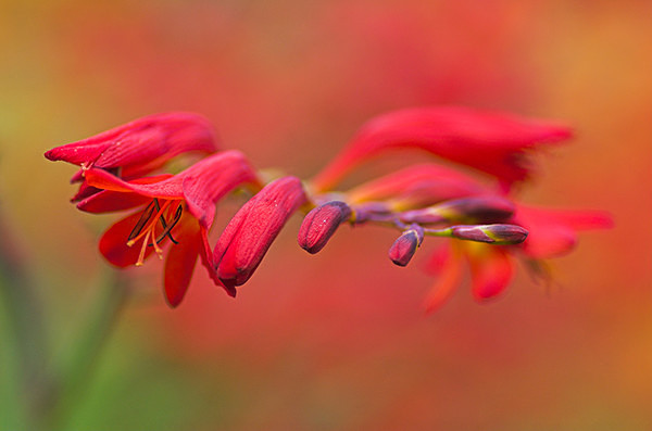 Crocosmia - Plant Portraits