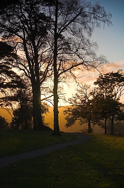 Trees - New Landscapes