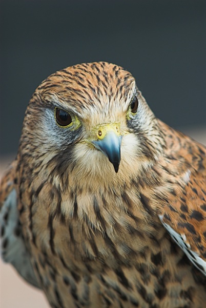 Kestrel - Wildlife & Nature