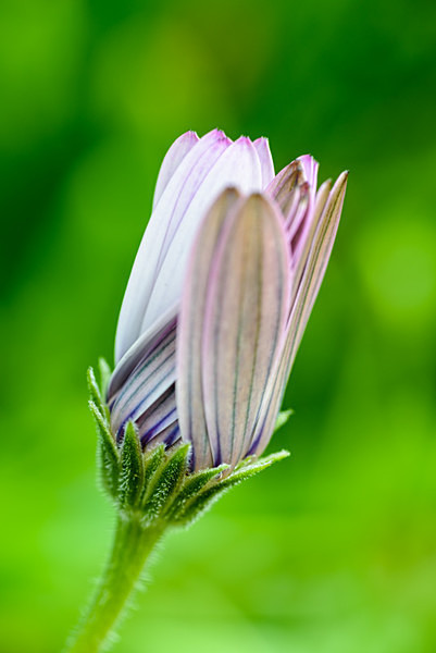 Osteospermum 'Lady Leitrim' - Plant Portraits