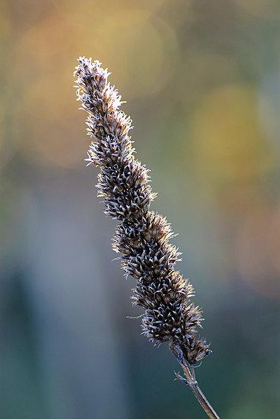 Hyssop - Plant Portraits