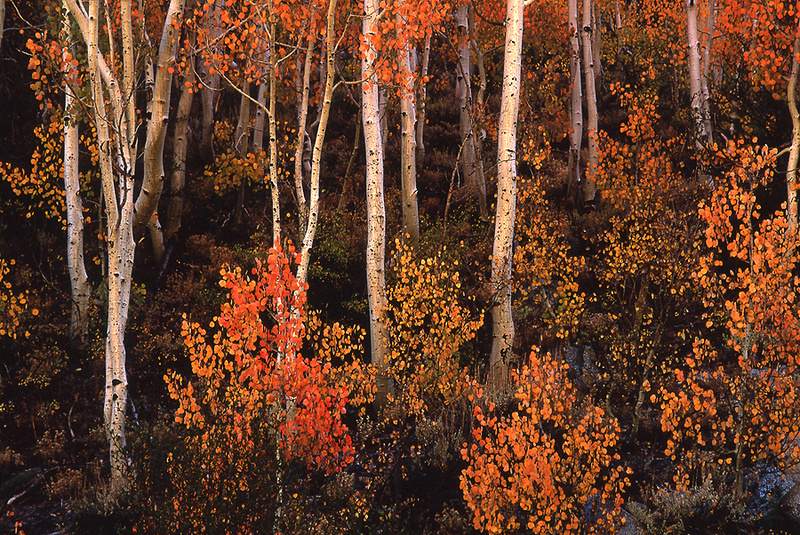 Fall Aspens, Bishop Creek - Sierra Nevada and Yosemite