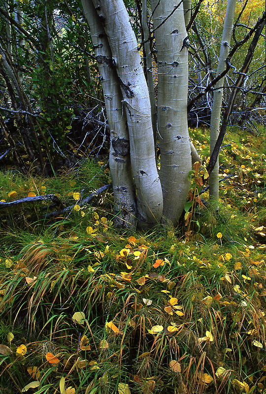  - Fall Colors: The Eastern Side
