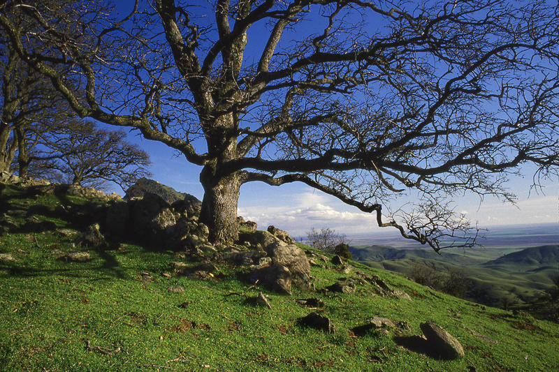 Blue Oak on Lollypop Ridge - Sutter Buttes