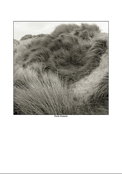  - Organic Forms