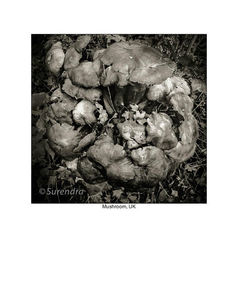  - Organic Forms