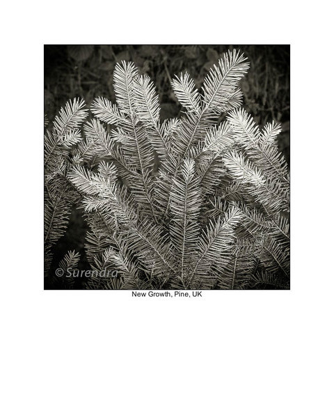  - Organic Forms