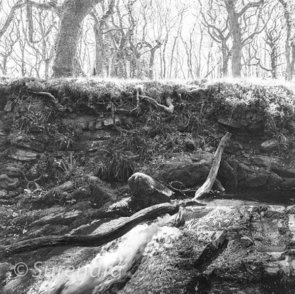 Halstock Wood Dartmoor UK - Dartmoor